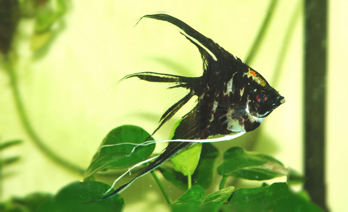 Bristlenose Pleco Care Guide Tank, Feeding & Breeding Fishkeepers