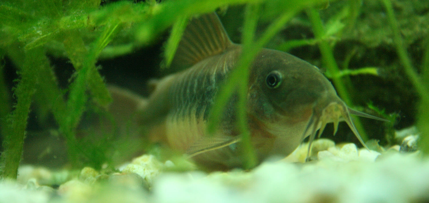 Bronze Corydoras Care Guide Tank, Feeding & Breeding Fishkeepers