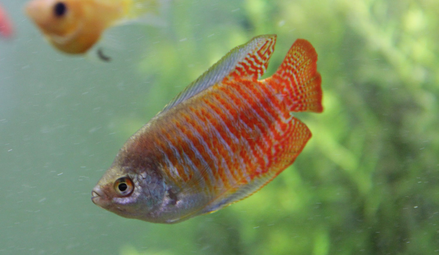 Dwarf Gourami Care Guide Tank, Feeding & Breeding Fishkeepers Handbook