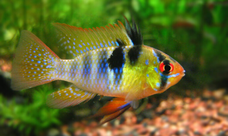 Blue Ramp Fish Blue Emperor Tetra Care Guide - Fishkeepers Handbook