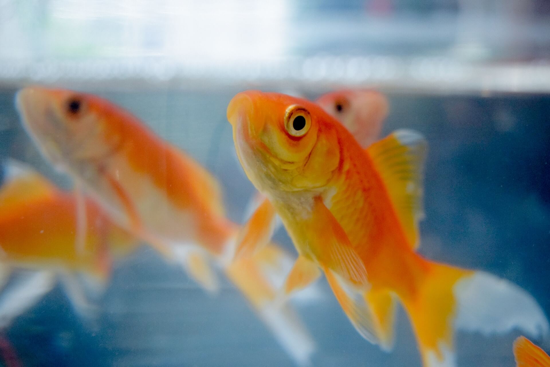 Why is my Goldfish Swollen? Fishkeepers Handbook