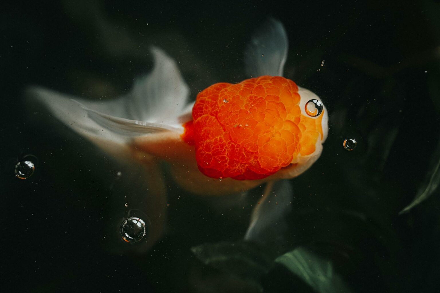 Why is my Goldfish Swollen? Fishkeepers Handbook