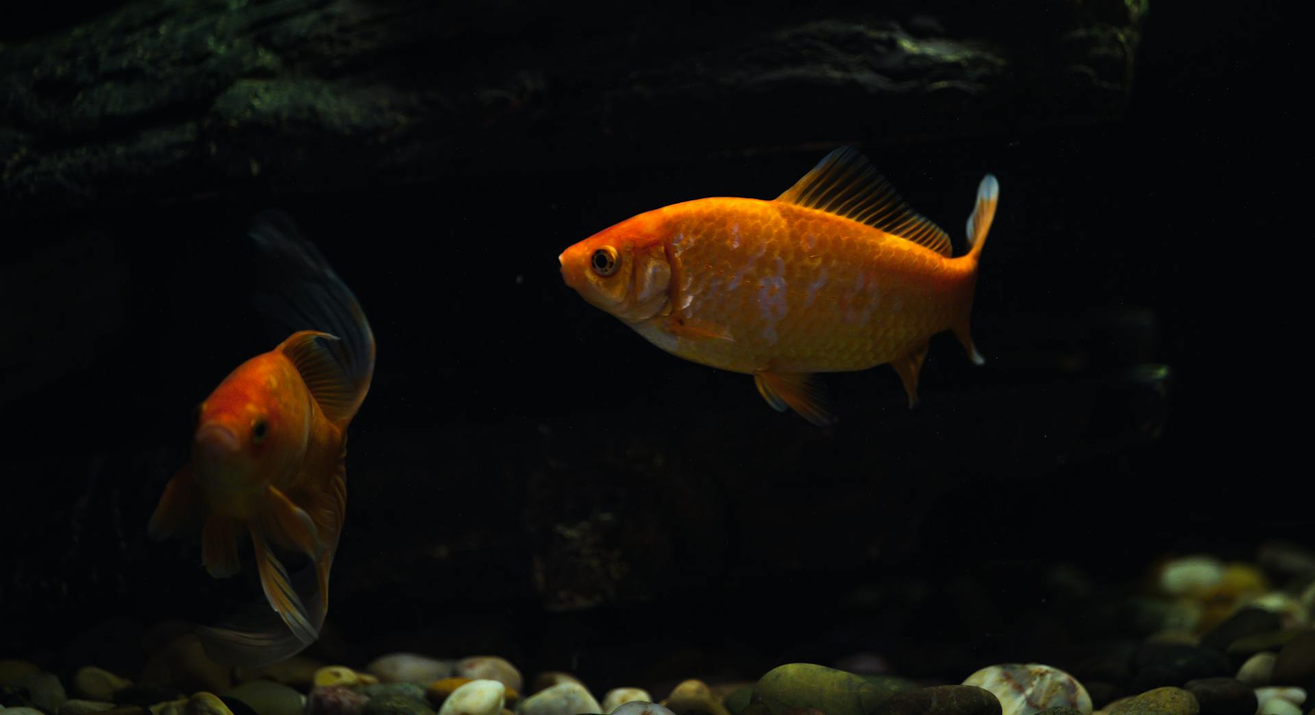 Why Does My Goldfish Have White Spots? Fishkeepers Handbook